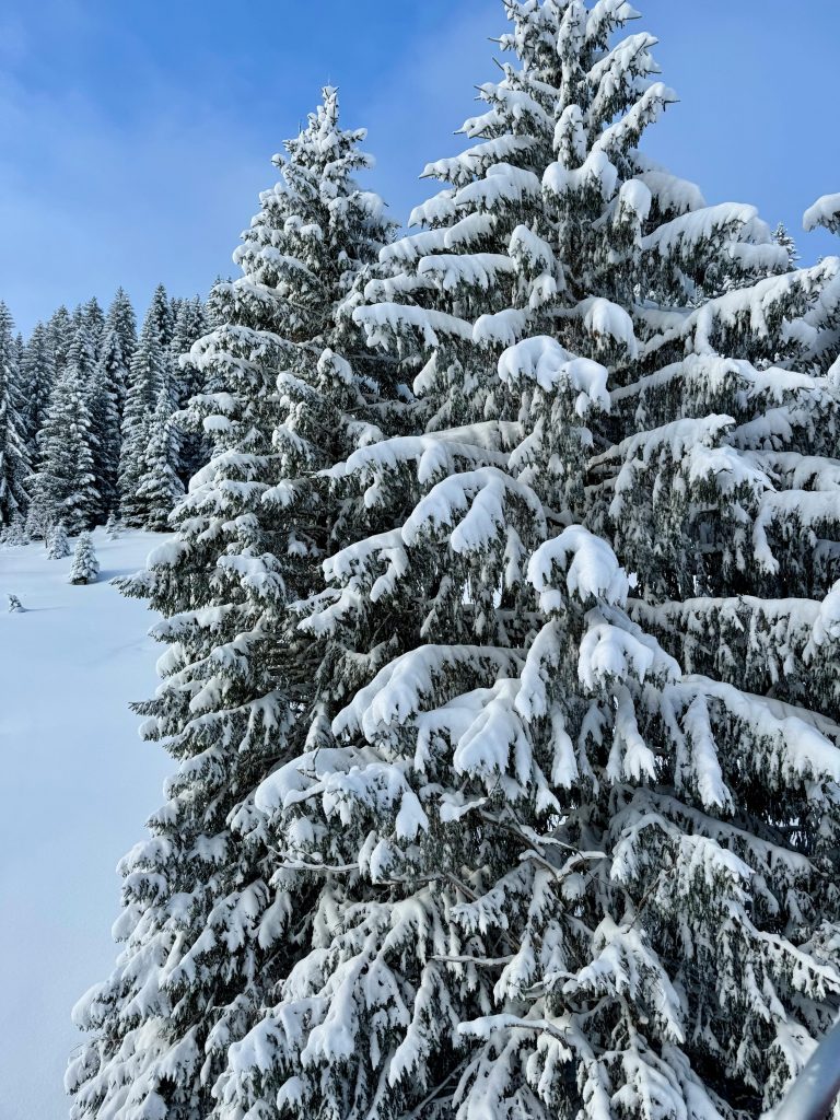 Winterzauber im Schwarzwald – Aktiv, entspannt und ganz nah an der Natur